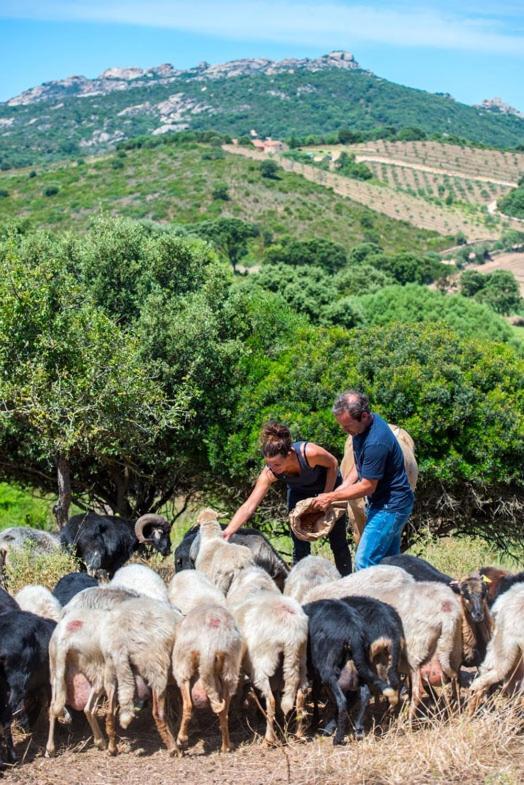 Ferme De Roccapina Bed and breakfast Sarragia