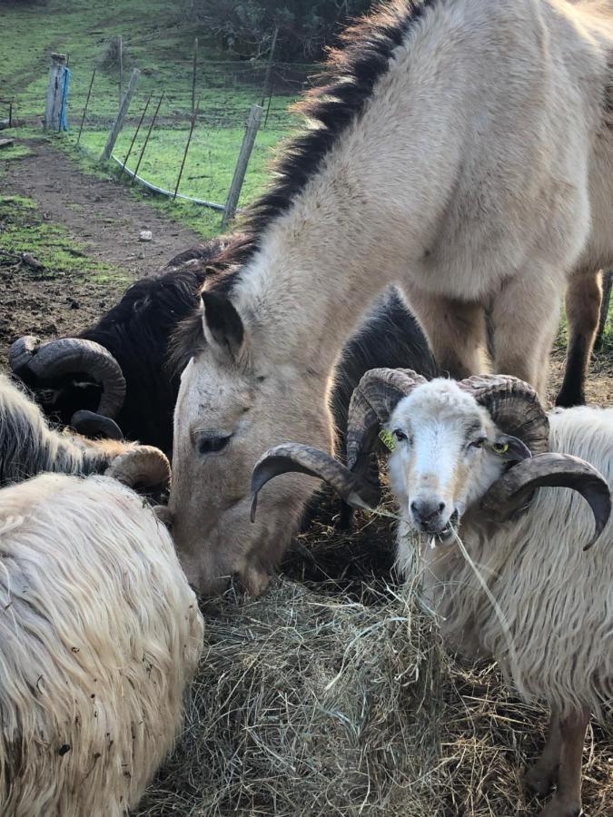 Ferme De Roccapina Bed and breakfast *